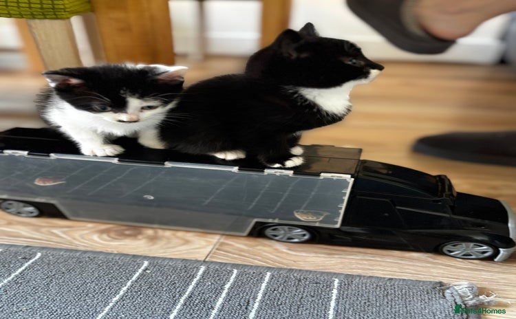 Mixed Breed cats Male kitten black and white - Advert 9