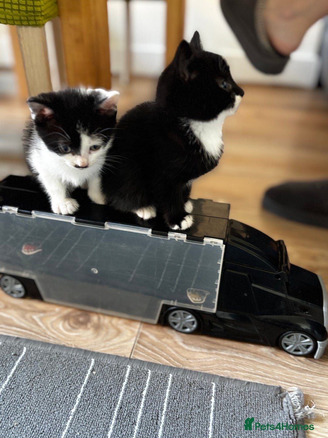 Mixed Breed cats for sale: Male kitten black and white - Advert 1