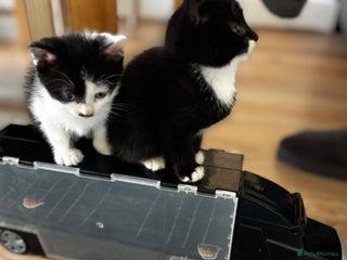 Mixed Breed cats Male kitten black and white - Advert 1