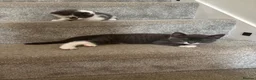 Mixed Breed cats for sale: 2 female kittens  - Advert 9