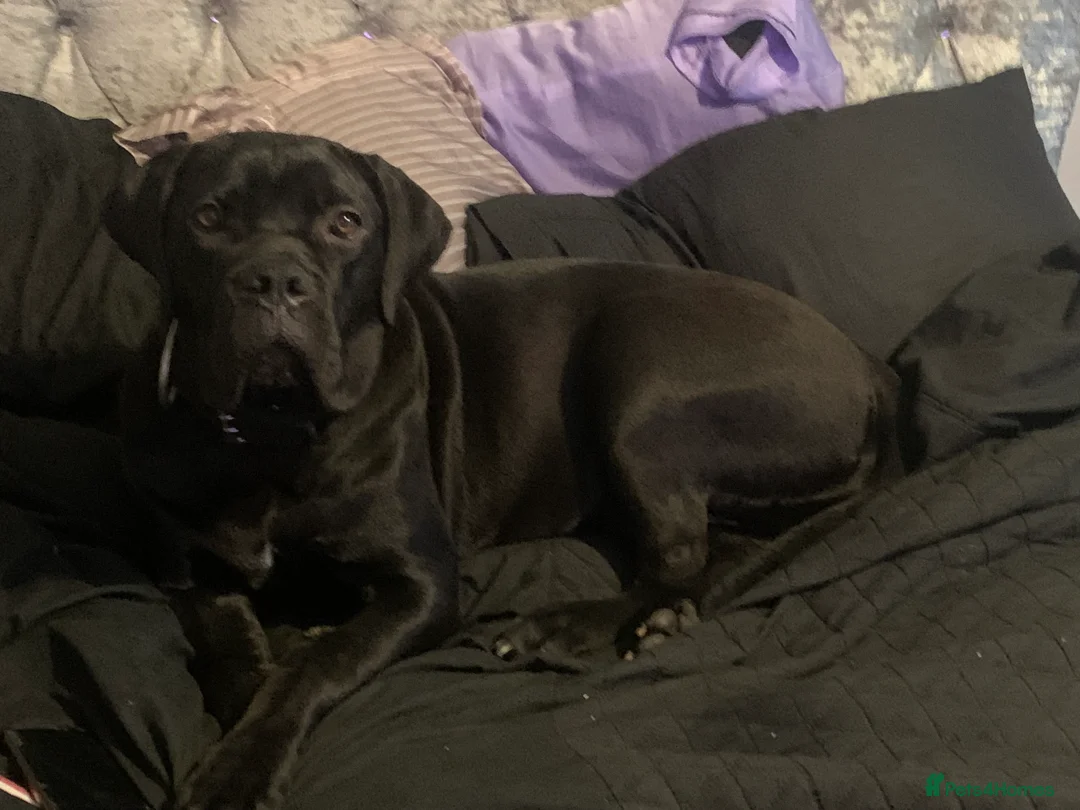 Cane Corso dogs for sale: FCI registered cane corso called comfort  - Advert 6