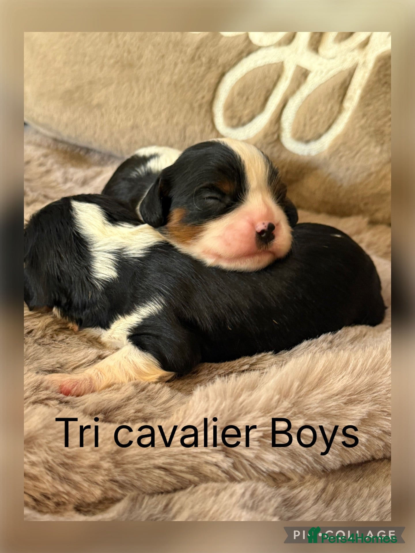 Cavalier King Charles Spaniel dogs Stunning KC Cavalier King Charles  - Advert 2