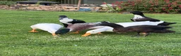 Ducks poultry for sale: Free 5 variety of walking ducks 🦆  - Advert 3
