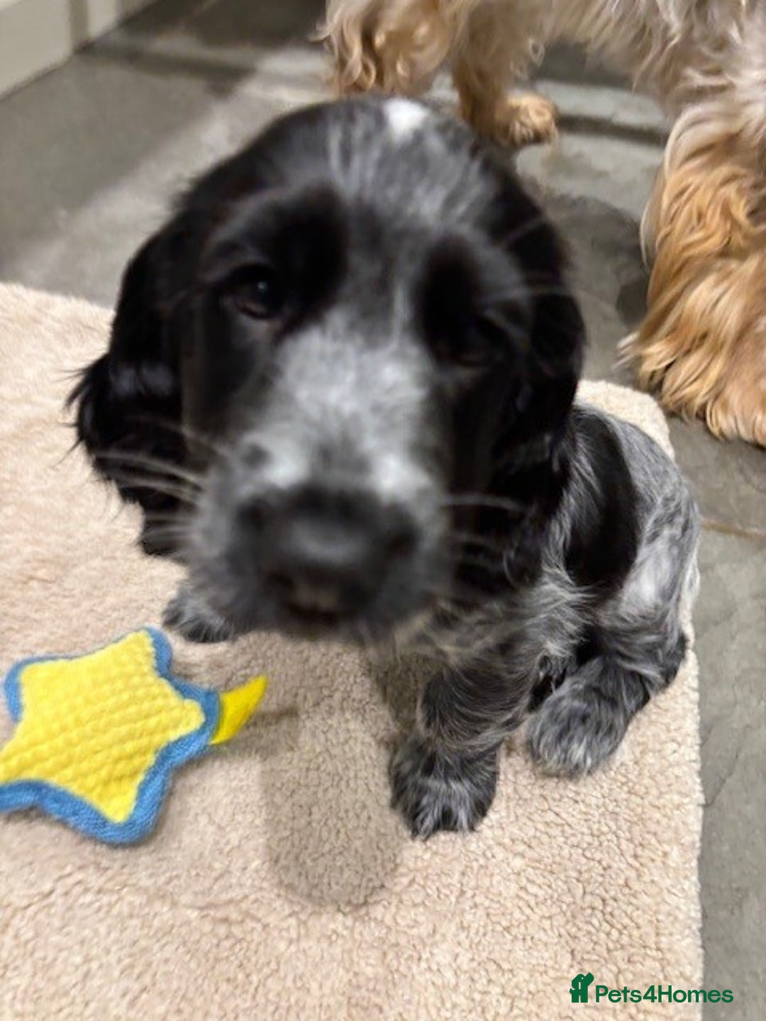 Cocker Spaniel dogs for sale: Blue Roan Show Cocker Spaniel - Image 6