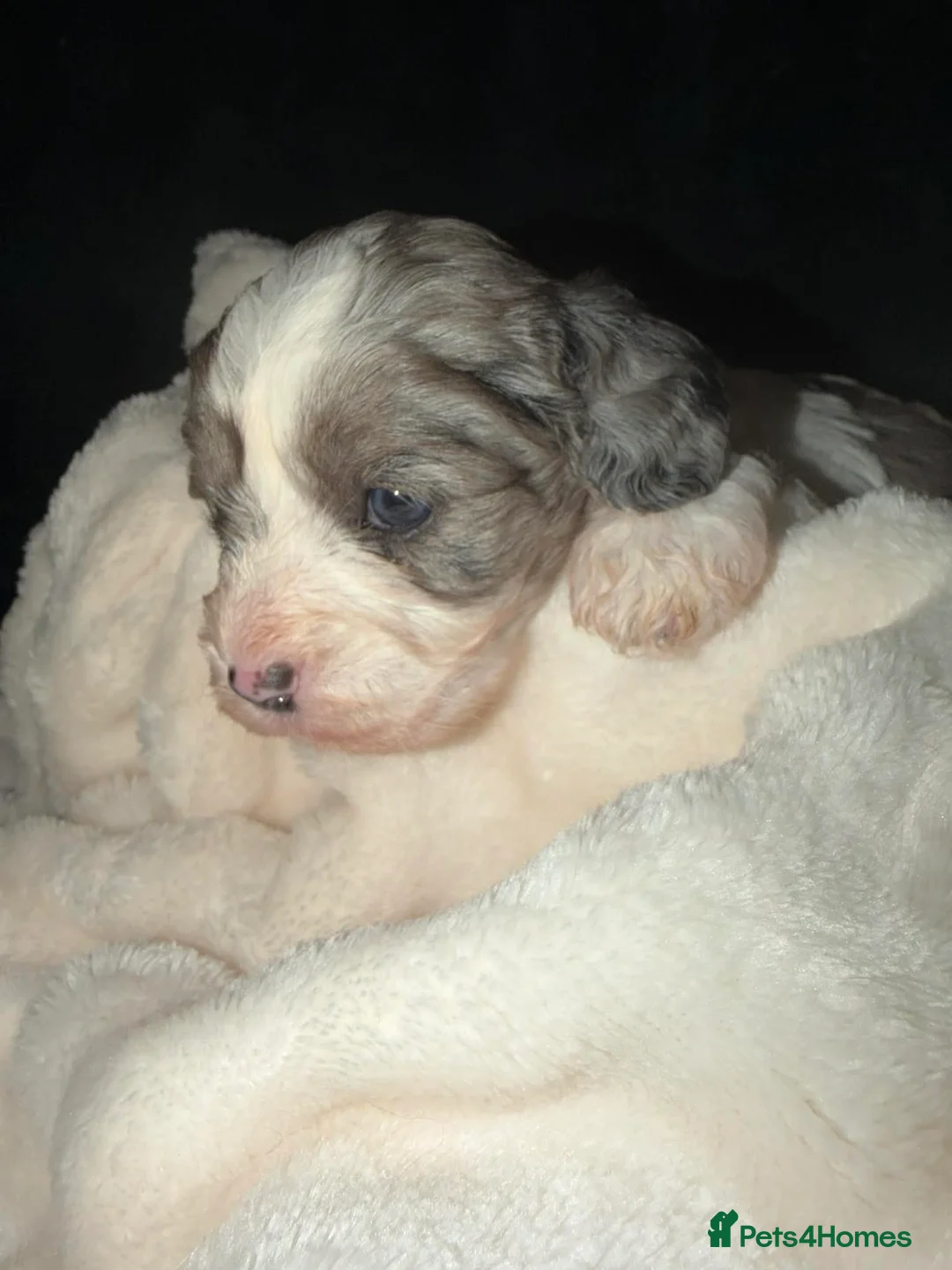 Cavapoo dogs for sale: Beautiful F1 Cavapoo rare merle puppies - Advert 8
