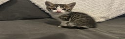 Mixed Breed cats for sale: 6 beautiful kittens ready too go  - Advert 16