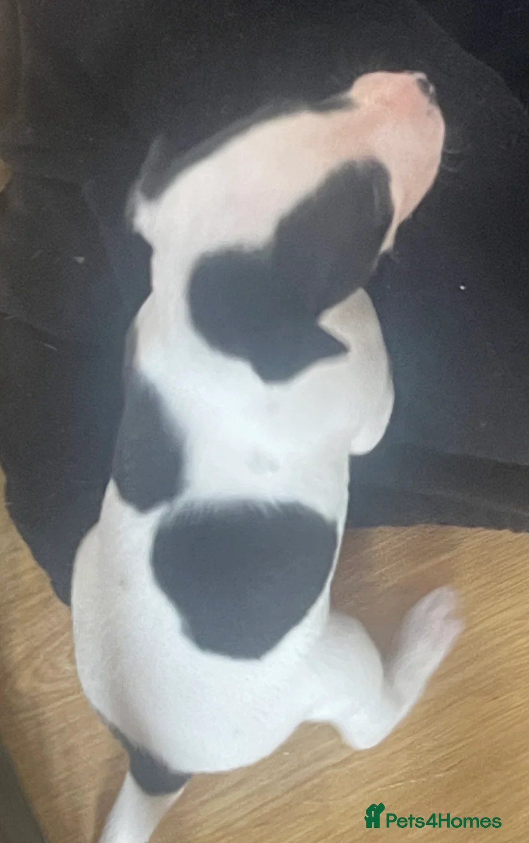 Whippet dogs for sale: Whippet puppies for sale - Advert 12