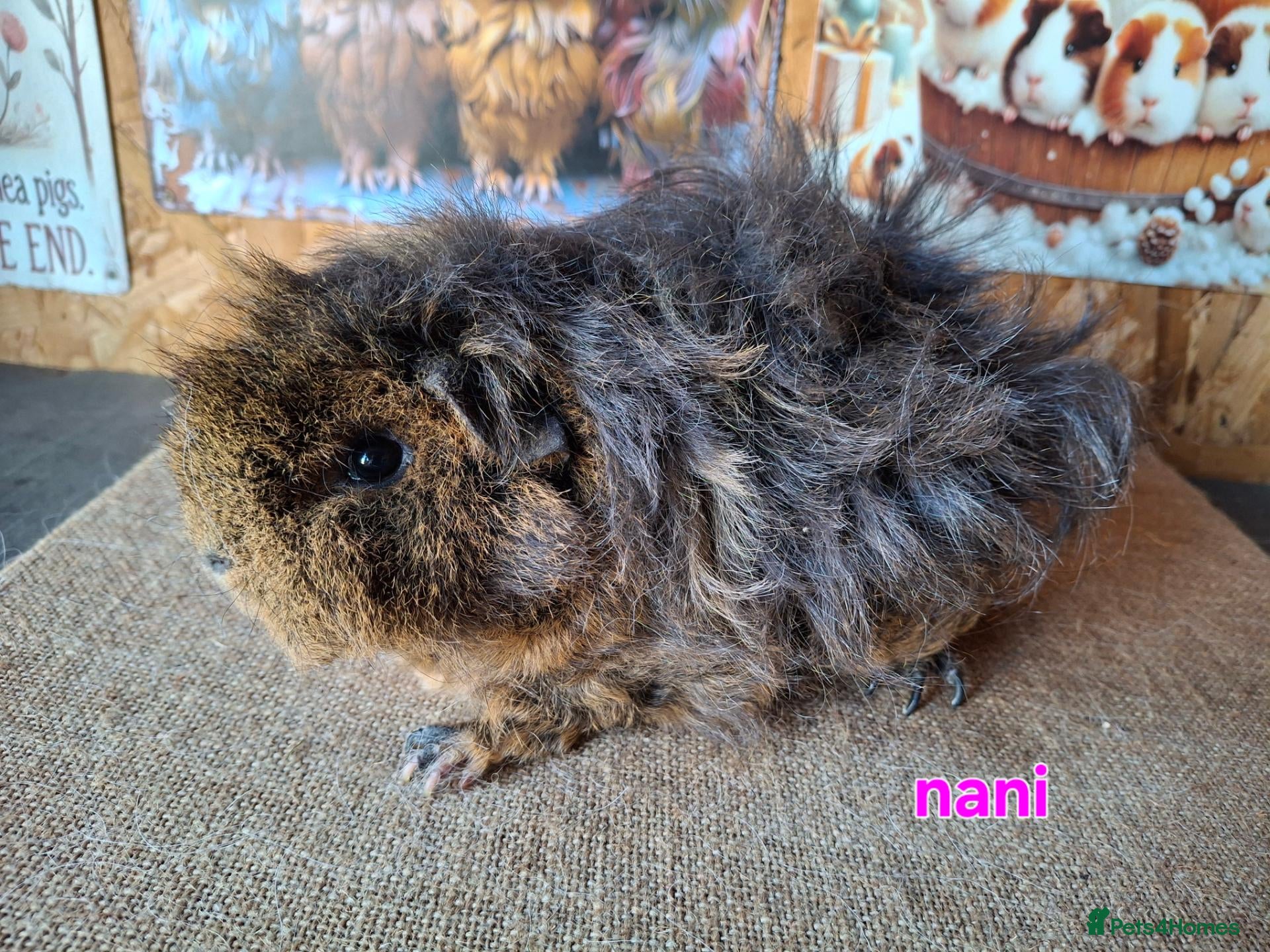 Guinea Pig rodents Lunkarya  - Advert 2