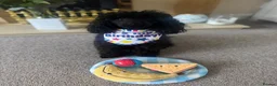 Toy Poodle dogs for stud: FOR STUD £300 - Advert 3