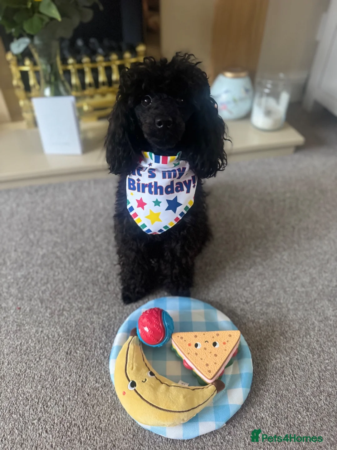 Toy Poodle dogs for stud: FOR STUD £300 - Advert 3