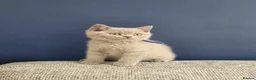 British Shorthair cats for sale: British Shorthair Lilac & Grey Blue Cute Kittens  - Advert 17