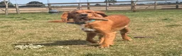 Cocker Spaniel dogs for adoption: Kairo the Gorgeous Goofy Golden Boy - Advert 13