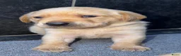 Labrador Retriever dogs for sale: Beautiful chunky Labrador pups  in Doncaster - Advert 14