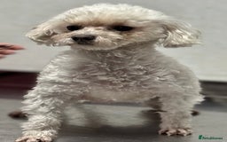 Poodle dogs for adoption: Lily: The Little Poodle Who Was Left to Die - Image 1