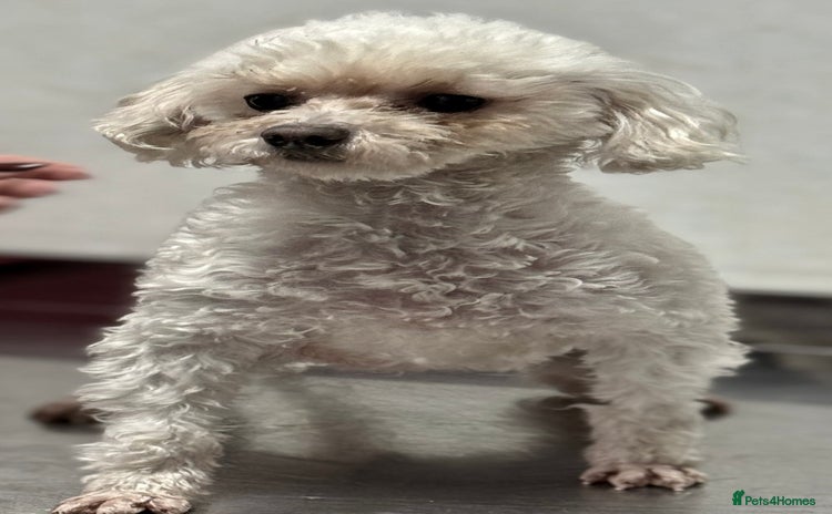 Poodle dogs - Advert 1