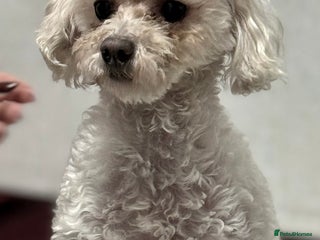 Poodle dogs - Advert 19