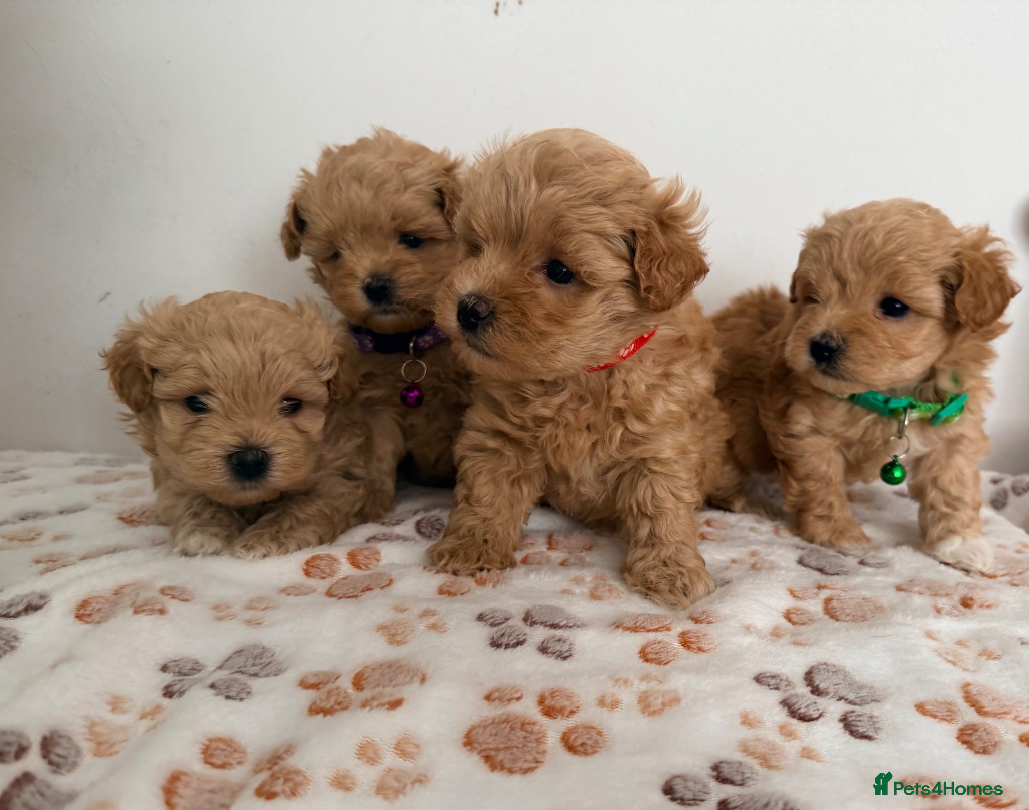 Maltipoo dogs 4 small and adorable puppies 🧸 - Advert 4