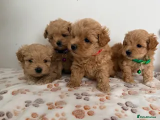 Maltipoo dogs 4 small and adorable puppies 🧸 - Advert 4