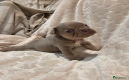 French Bulldog dogs for sale: Isabella & lilac & tan chunky frenchies - Advert 24