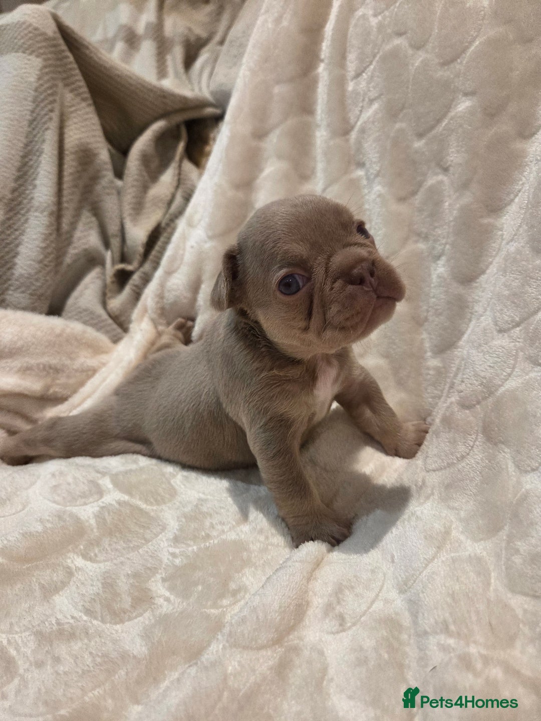 French Bulldog dogs for sale: Isabella & lilac & tan chunky frenchies - Advert 24