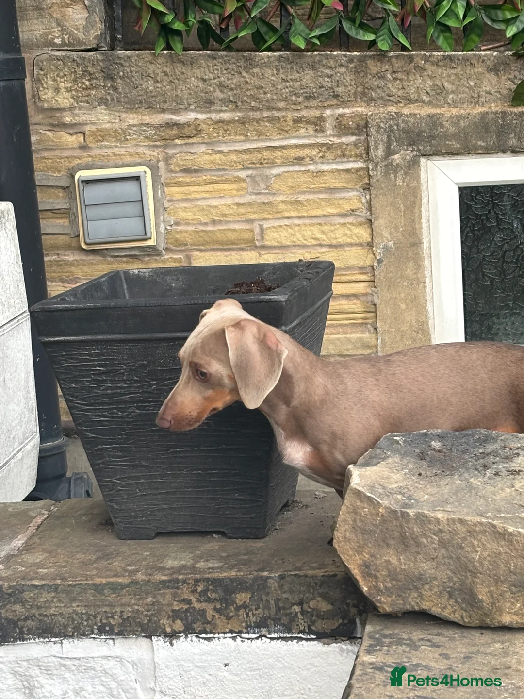 Miniature Dachshund dogs for sale: Kc registered miniature dachshunds in Brighouse - Advert 9