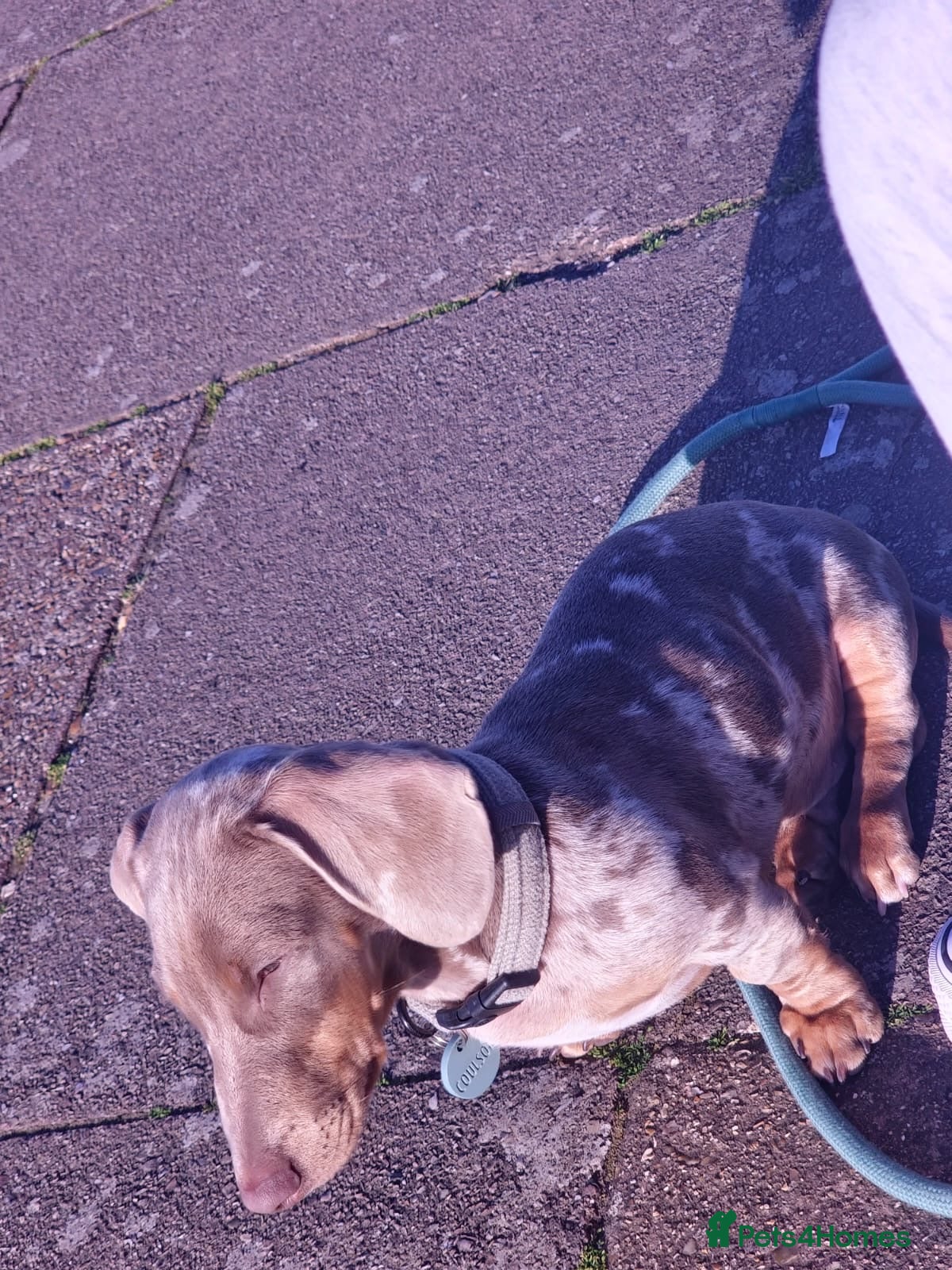 Miniature Dachshund dogs One year old Daxie for rehoming  - Advert 1