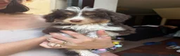 Mixed Breed dogs for sale: Beautiful cavapoo cross pomsky boy - Advert 7