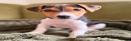 Jack Russell dogs for sale: Boy Jack Russell  in Bristol - Advert 6