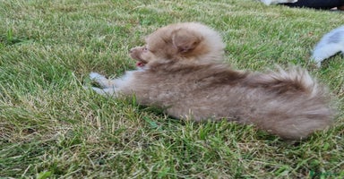 Mixed Breed dogs - Advert 15