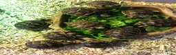 Tortoise reptiles for sale: Baby spur thighed tortoises  - Advert 1