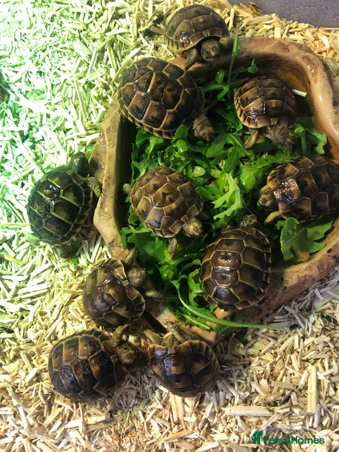 Tortoise reptiles for sale: Baby spur thighed tortoises  - Advert 1