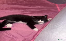 Munchkin cats for sale: 3 kittens for sale - Image 2
