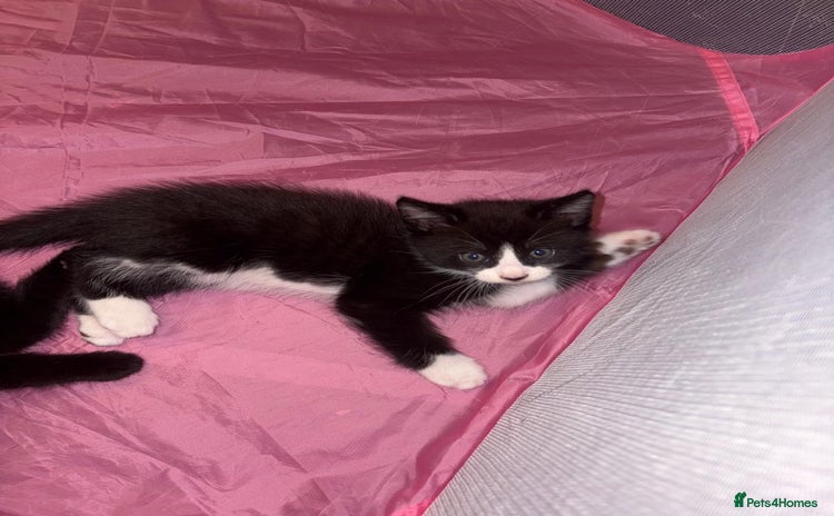 Munchkin cats - Advert 2