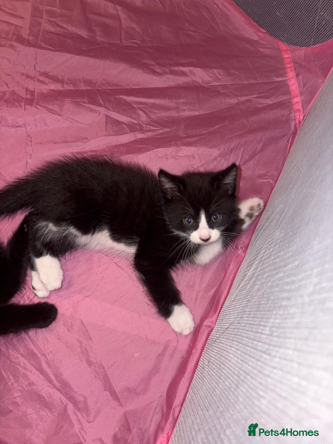 Munchkin cats for sale: 3 kittens for sale - Image 2