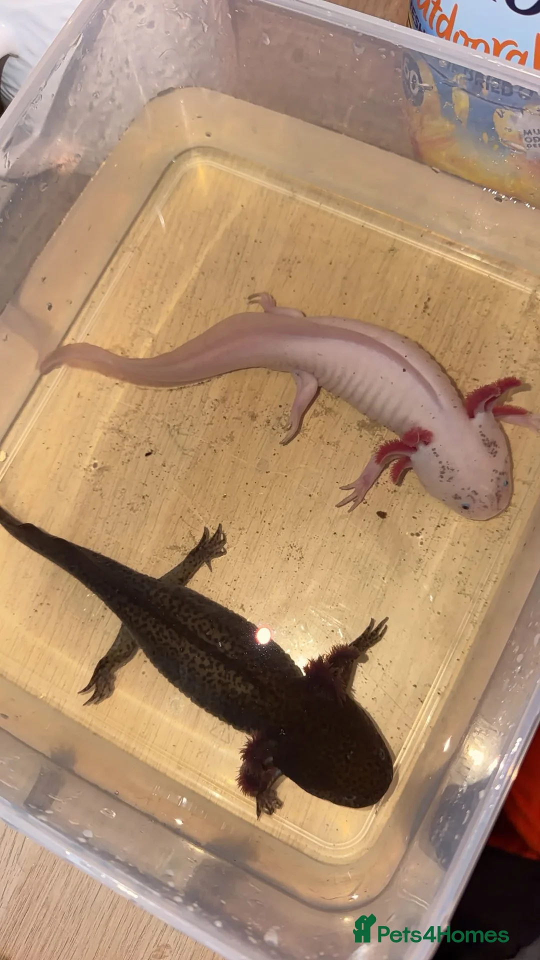 Angelfish fish for sale: 2x female axolotls  - Advert 1