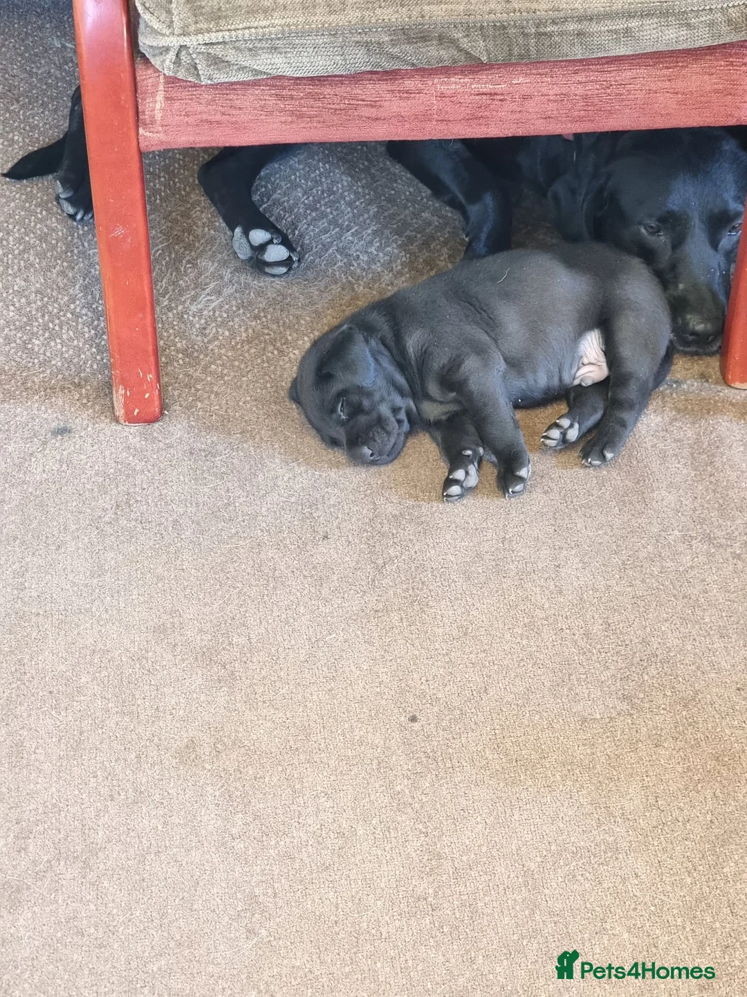 Labrador Retriever dogs for sale: Black Labrador puppy from working lines in Bromsgrove - Advert 2