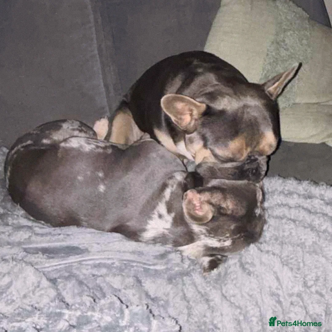 French Bulldog dogs for sale: French Bulldogs  - Advert 2