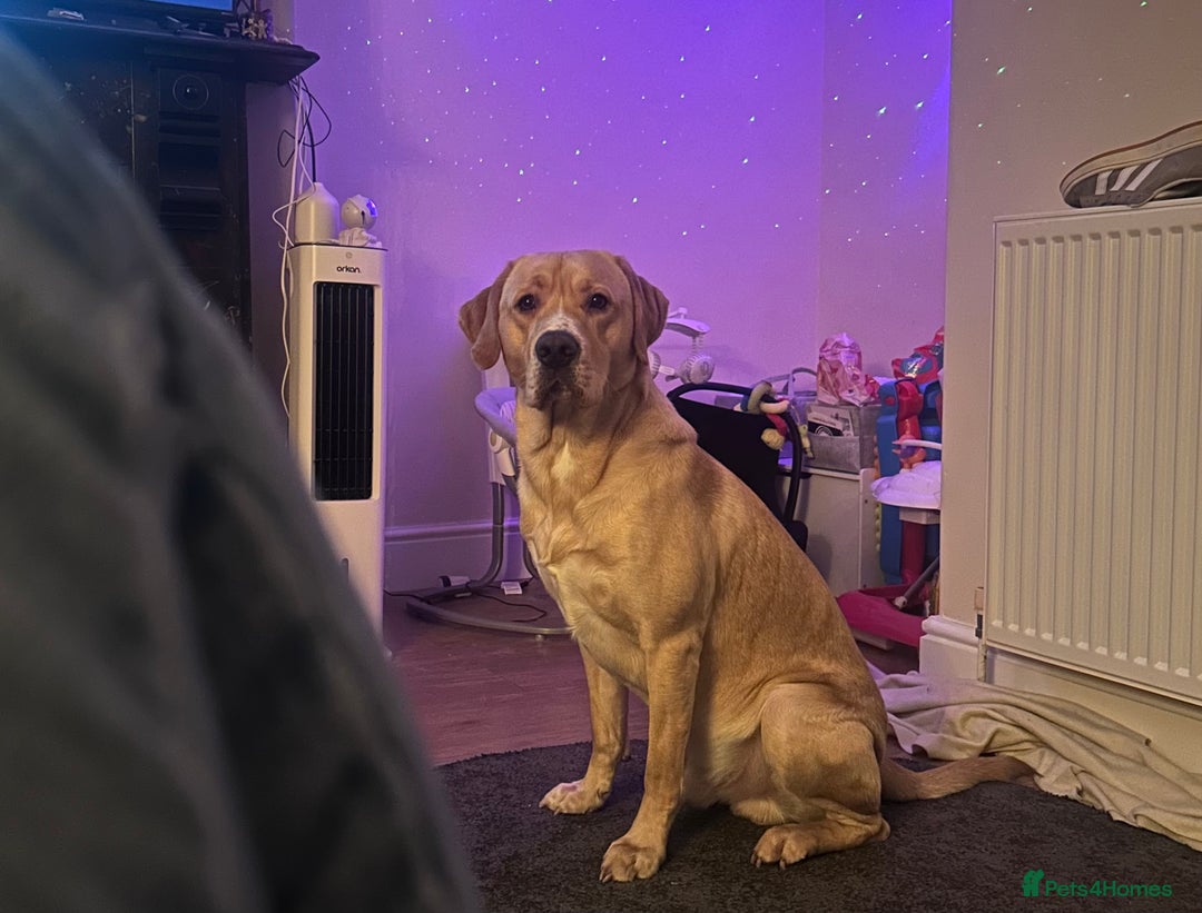 Labrador Retriever dogs for sale: Labrador  - Image 1