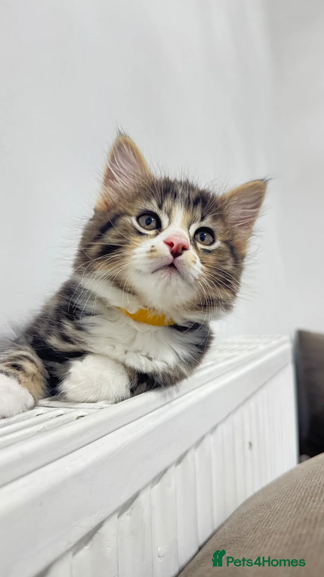 Mixed Breed cats for sale: 🐾 Stunning Long-Haired Male Kitten For Sale 🐾 - Advert 2