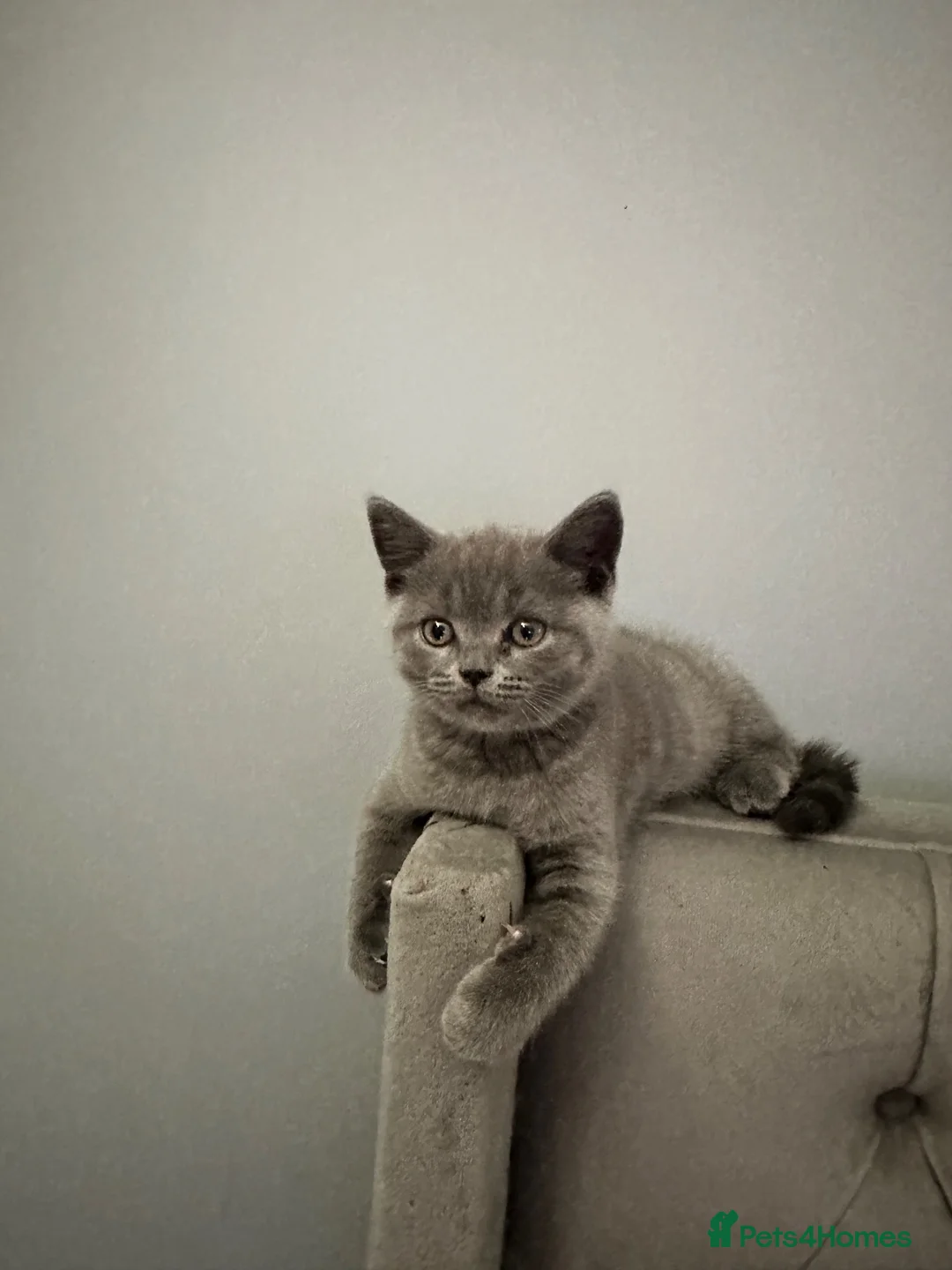 British Shorthair cats for sale: British Shorthair Tabby  in Heywood - Advert 8
