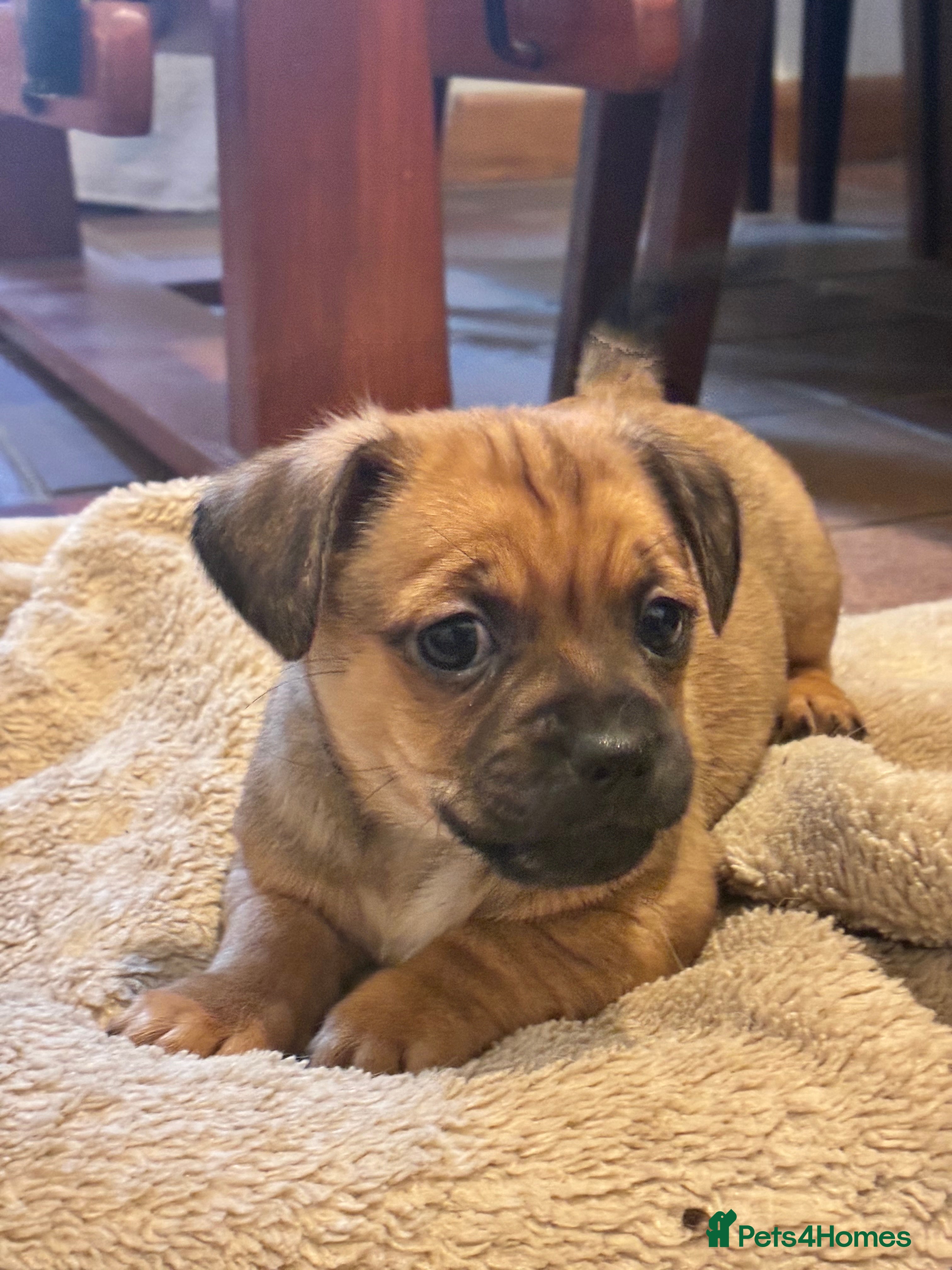 Jug dogs Just one boy left - Jug Puppies  - Advert 14