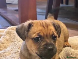 Jug dogs Just one boy left - Jug Puppies - Advert 14