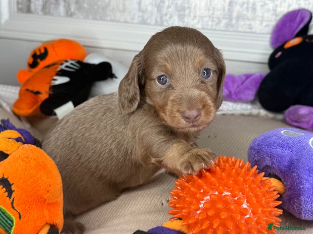 Miniature Dachshund dogs - Advert 6