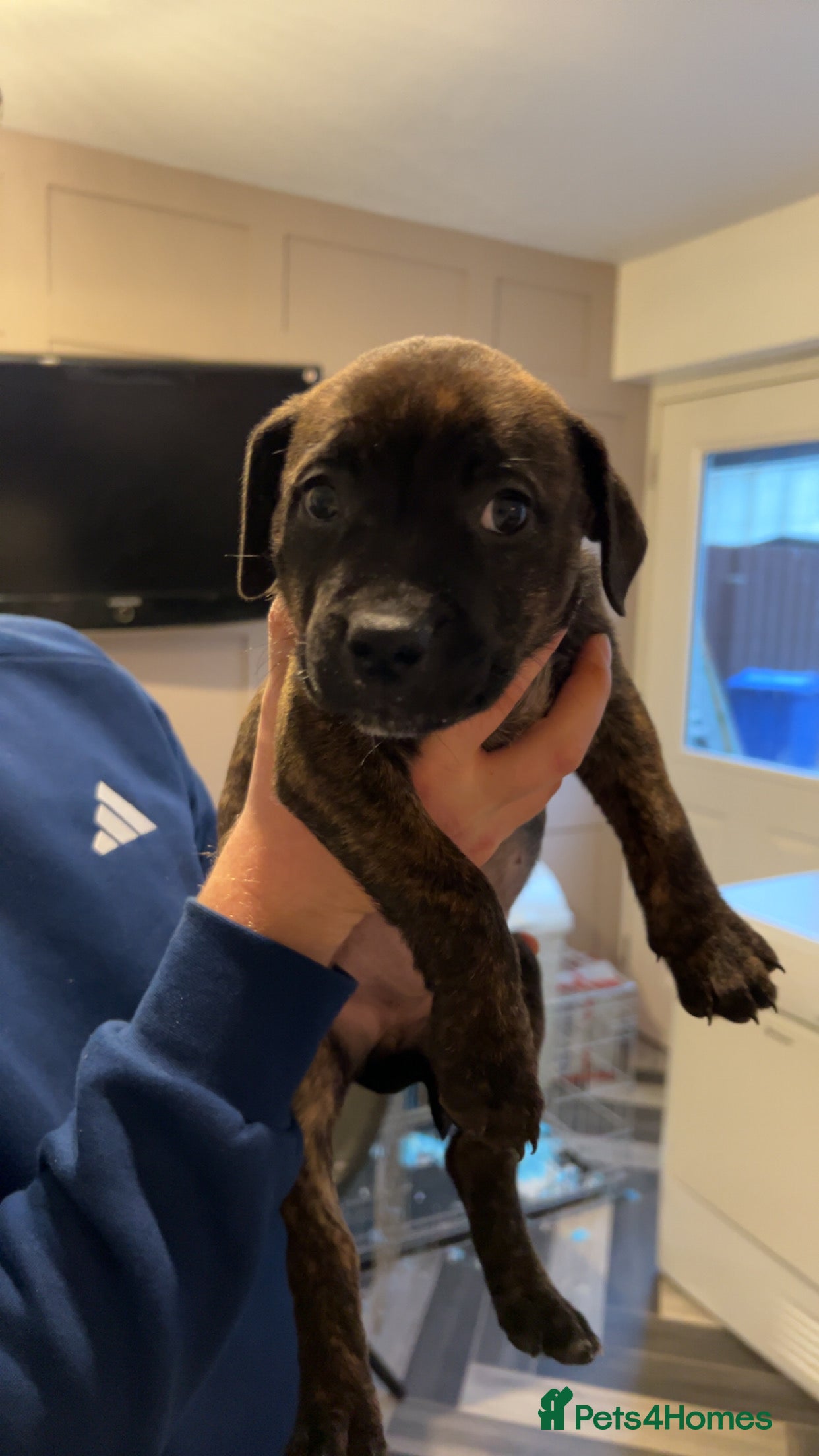 Mixed Breed dogs Staffy pups  - Advert 1