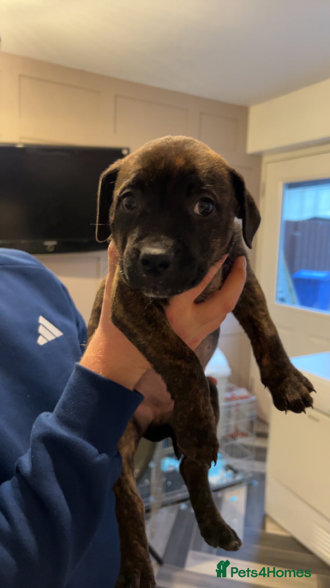 Mixed Breed dogs for sale: Staffy pups  - Advert 1