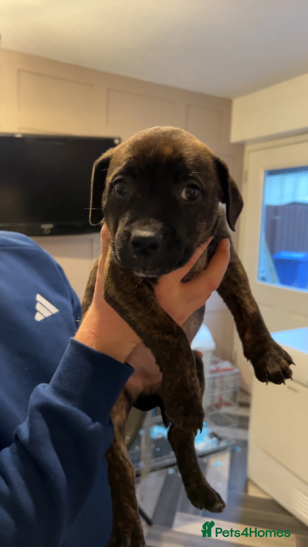 Mixed Breed dogs for sale: Staffy pups  - Advert 1