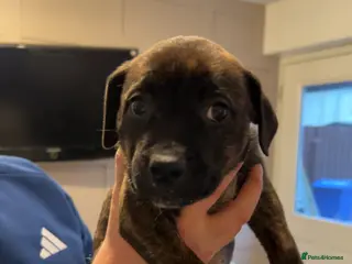 Mixed Breed dogs Staffy pups - Advert 1