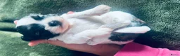 Shih Tzu dogs for sale: 🐾 Beautiful Pure Shih Tzu Puppies Ready Soon 🐾 - Advert 6