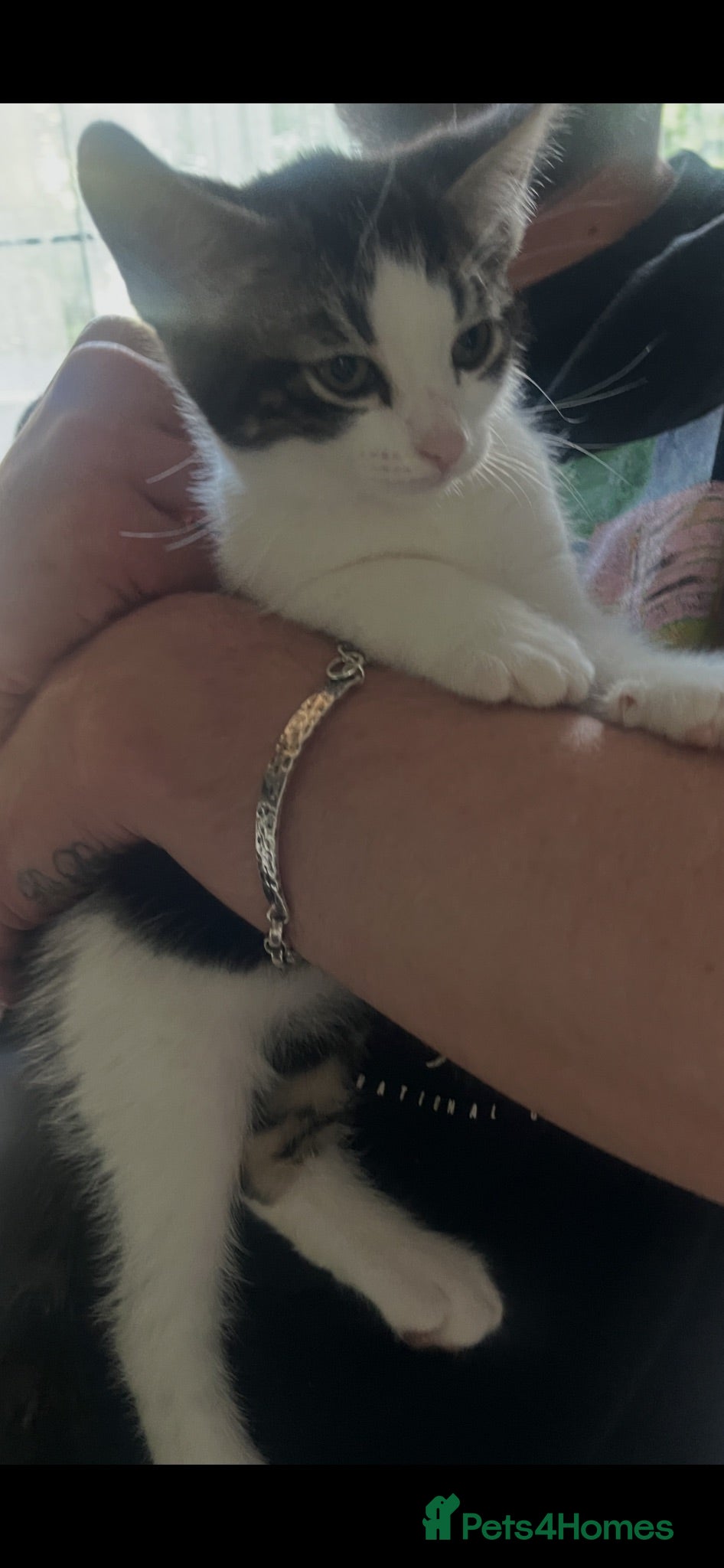 Norwegian Forest Cat cats Mixed breed/Norwegian Forest Cat  - Advert 1
