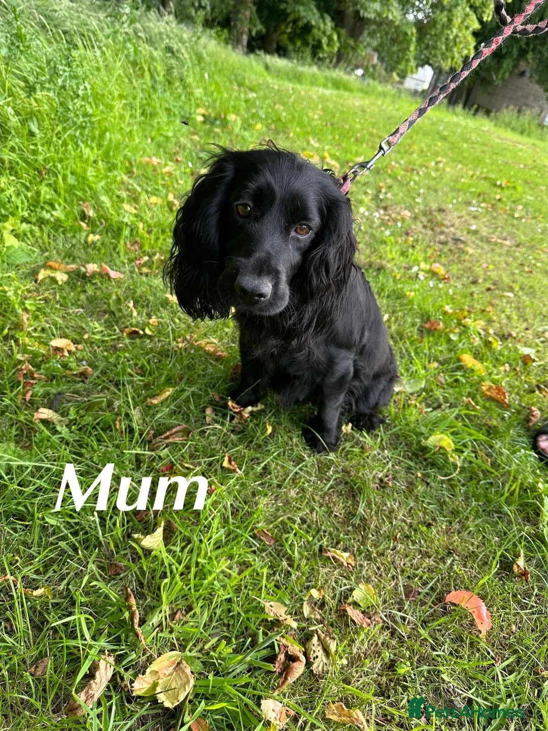 Cockapoo dogs for sale: Cockapoo puppies F1 - Advert 8